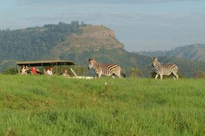PheZulu Safari Park